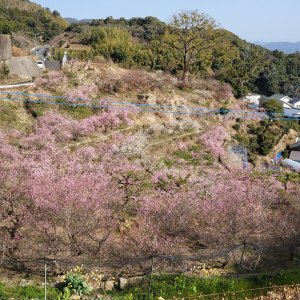 佐世保梅園