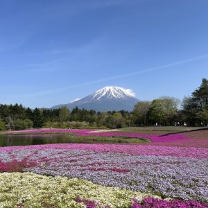富士芝桜祭