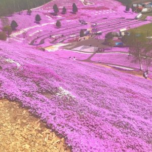 ひがしもこと芝桜公園