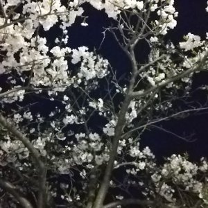 北上市立公園展勝地