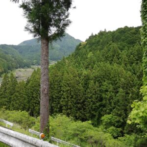四谷の千枚田