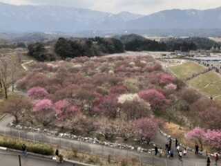 いなべ市農業公園　梅林公園