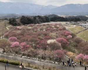 いなべ市農業公園　梅林公園
