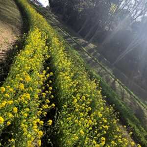 国営飛鳥歴史公園 甘樫丘地区