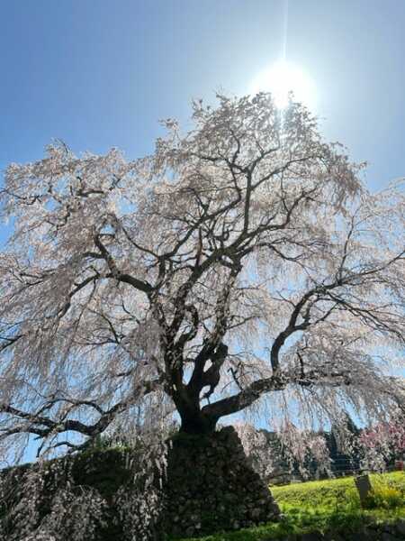 又兵衛桜