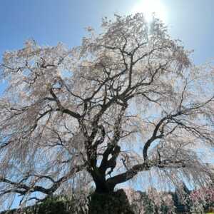 又兵衛桜