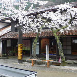 がいせん桜通り
