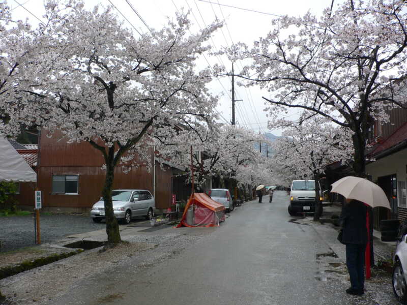 がいせん桜通り