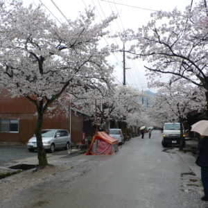 がいせん桜通り