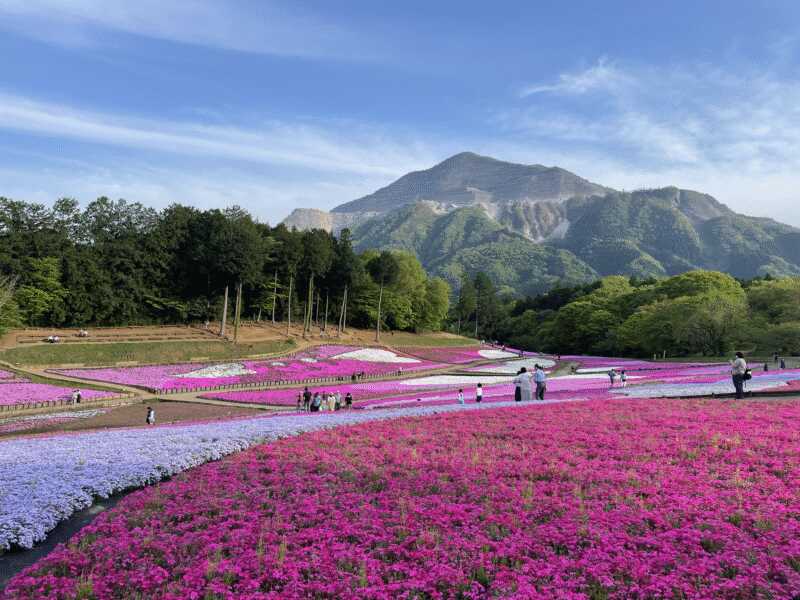 芝桜の丘（羊山公園）