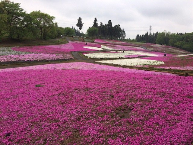 芝桜の丘（羊山公園）