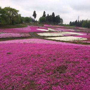 芝桜の丘(羊山公園)