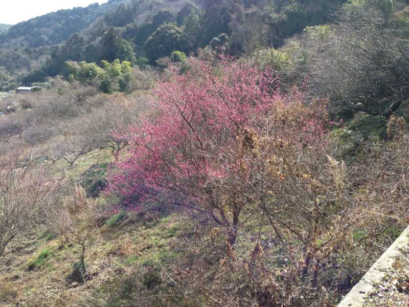 金熊寺（きんゆうじ）梅林