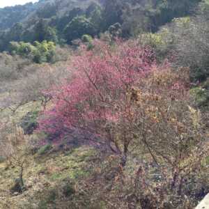 金熊寺(きんゆうじ)梅林