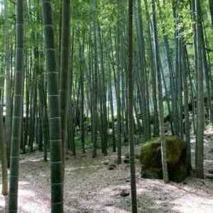 報告寺