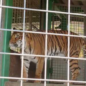 しろとり動物園