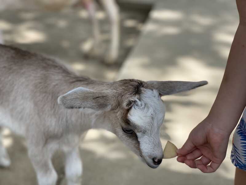 しろとり動物園