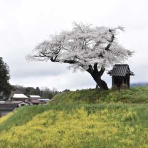 小沢の桜