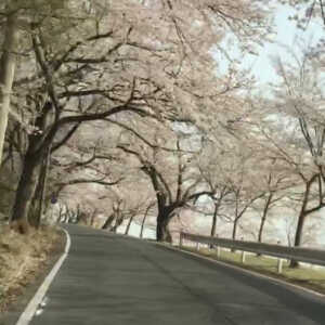 海津大崎の桜
