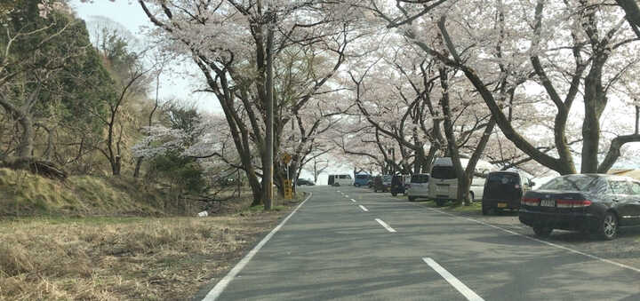 海津大崎の桜