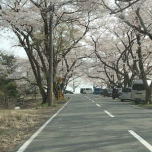 海津大崎の桜