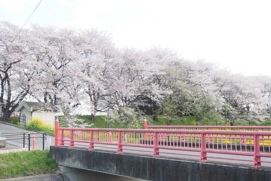 さくら堤公園
