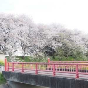さくら堤公園