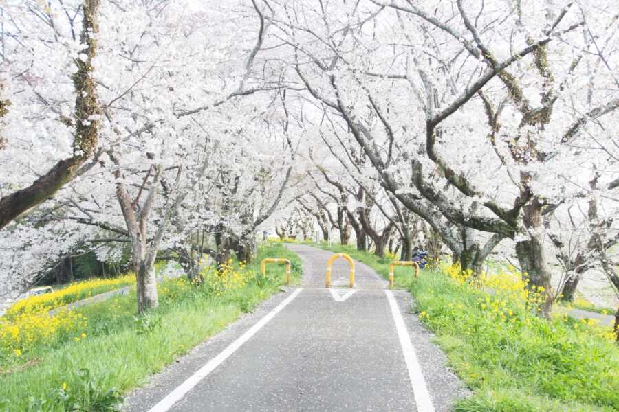 さくら堤公園