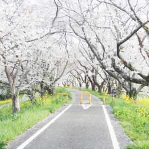 さくら堤公園