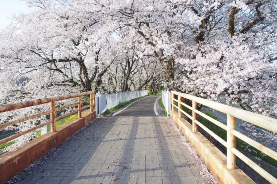 さくら堤公園