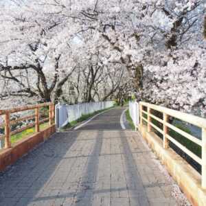 さくら堤公園