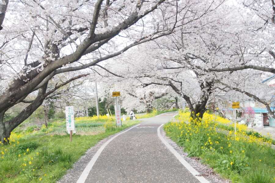 さくら堤公園