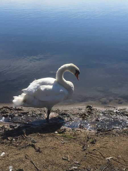 ウトナイ湖