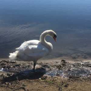 ウトナイ湖