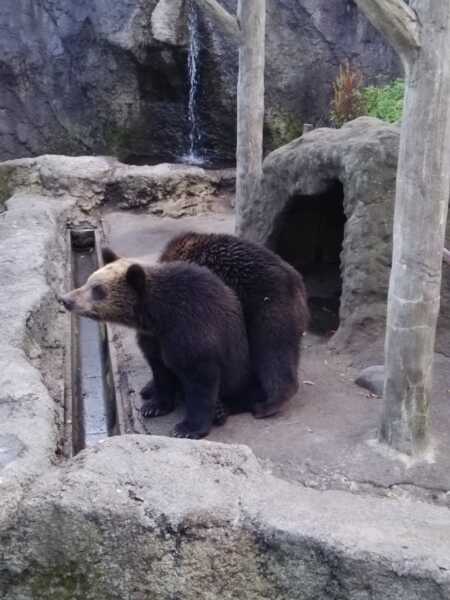 のぼりべつクマ牧場