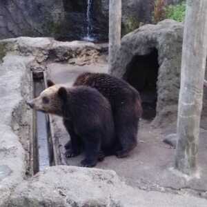 のぼりべつクマ牧場