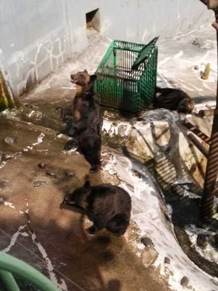 のぼりべつクマ牧場