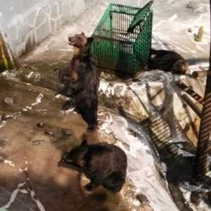 のぼりべつクマ牧場