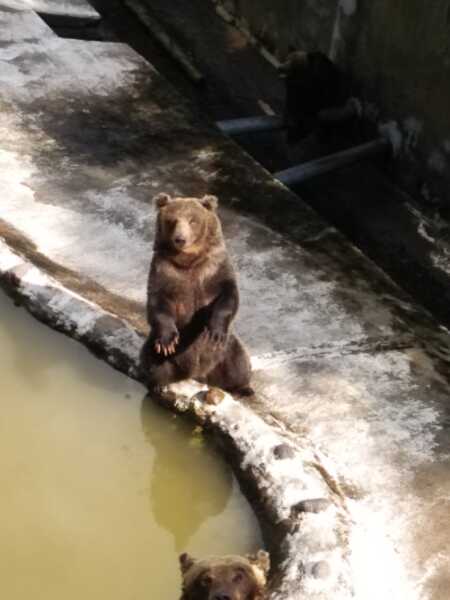 のぼりべつクマ牧場