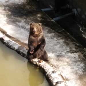 のぼりべつクマ牧場