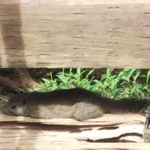 町田リス園