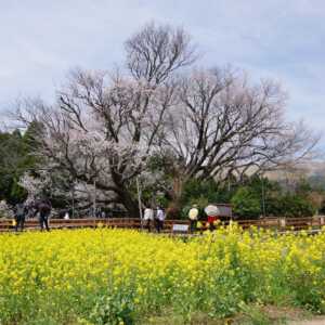 一心行の大桜