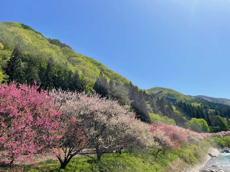 花桃の里