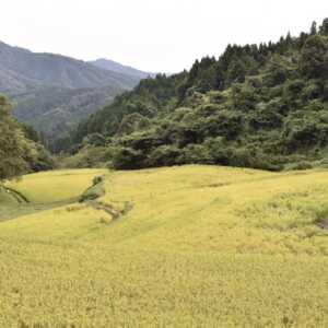 沢尻の棚田