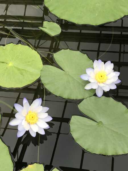 熱川バナナワニ園