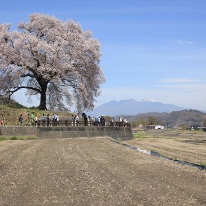 わに塚の桜