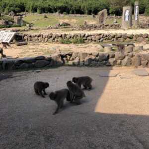 おさるのくに