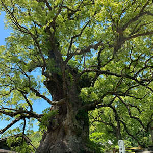 蒲生八幡神社