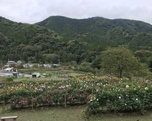 小鹿野町　ダリア園