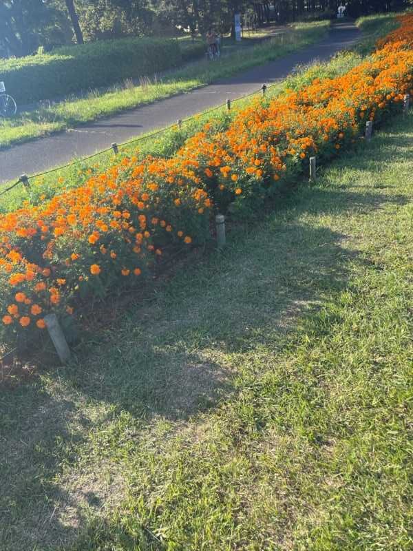 ひたち海浜公園